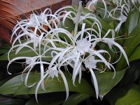 L'ismène ou hymenocallis : une fleur insolite