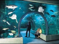 L'Océarium du Croisic : un aquarium au bord de l'eau