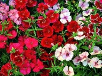 L'oeillet : un incontournable des jardins 