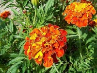 L'oeillet d'Inde : une fleur facile à cultiver