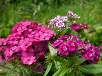 L'œillet de poète : semis, culture et entretien