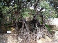 L'olivier millénaire de Roquebrune-Cap-Martin : une visite insolite sur la Côte d'Azur
