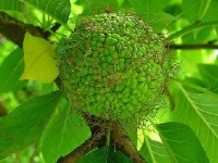 L'oranger des Osages : présentation et culture