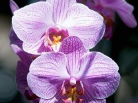 L'orchidée : un concentré de beauté