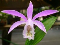 L'orchidée de Formose : présentation et conseils d'entretien