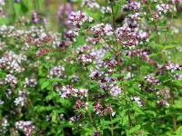 L'origan : une plante contre les infections hivernales