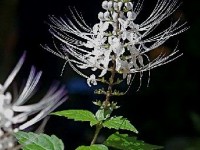 L'orthosiphon : une plante drainante