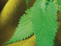 L'ortie : une fibre textile écologique