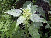 L'ortie et ses nombreux bienfaits 