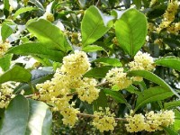 L'osmanthus ou olivier odorant : présentation et culture