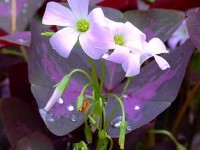 L'oxalis : une fleur pour les suspensions
