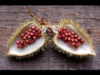 L'urucum : une plante pour préparer sa peau au soleil