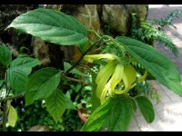 L'ylang ylang : une étonnante plante en pot