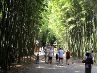 La Bambouseraie d'Anduze : un lieu magique