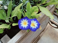 La belle de jour : tout savoir sur cette fleur en 5 questions