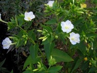 La Belle de nuit : une jolie fleur odorante