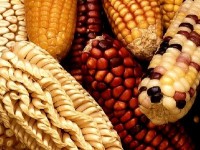 La biodiversité : définition et enjeux