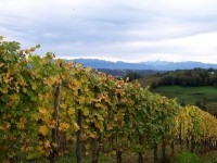 La bouillie bordelaise : mode d'emploi