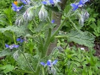 La bourrache : une huile bienfaisante