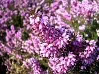 La bruyère : une plante facile à cultiver