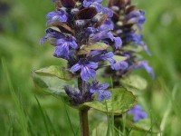 La bugle rampante : un excellent couvre-sol