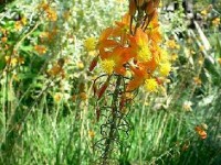 La bulbine ou Bulbinella frutescens : une plante facile à vivre