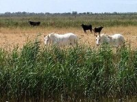 La Camargue, entre nature et traditions