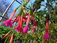 La Cantua buxifolia ou cantuta : la fleur nationale du Pérou