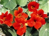 La capucine et ses multiples utilisations