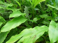 La cardamome : présentation et culture