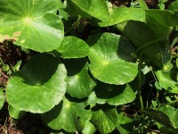 La Centella asiatica : une plante aux vertus anti-âge exceptionnelles