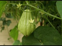 La chayotte : présentation et conseils de culture