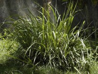 La citronnelle : présentation et culture