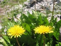 La confiture de pissenlit : une recette facile