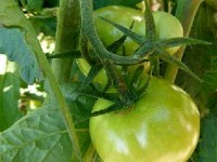 La confiture de tomates vertes : une recette facile