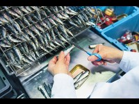 La Conserverie la belle-iloise : une visite originale à Quiberon