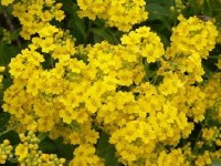 La corbeille d'or : une plante facile à cultiver