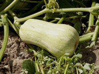 La courge butternut : présentation et culture