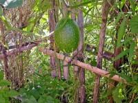 La courge de Siam : tout ce qu’il faut savoir en 5 questions