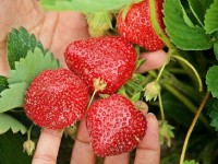 La cueillette à la ferme : présentation et avantages