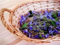 La cueillette des plantes sauvages : guide pratique