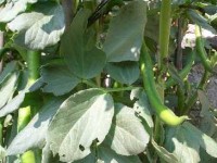 La culture des fèves : guide pratique