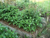 La culture en lasagnes en 5 questions