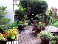 La culture en pot : avantages et inconvénients