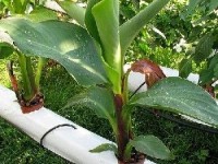 La culture hors-sol : présentation et histoire