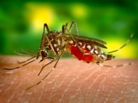 La dengue : présentation et prévention