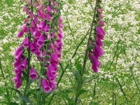 La digitale pourpre : une fleur spectaculaire et dangereuse