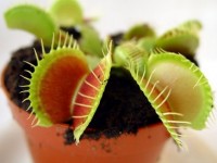 La dionée attrape-mouche : une plante étonnante