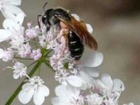La disparition des abeilles : pourquoi il faut s'inquiéter