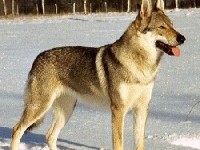 La domestication du chien : une alliance ancienne avec l'homme